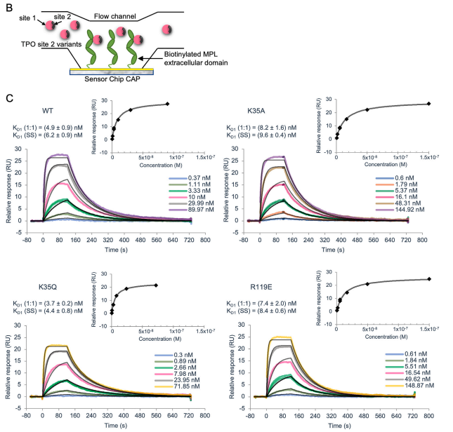 图6：Biotin CAPture芯片检测TPO与受体的结合能力