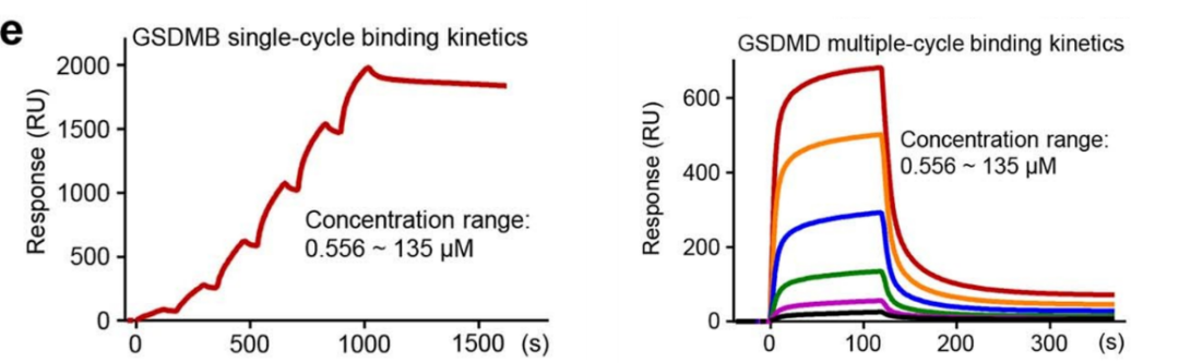 图7：Biacore检测全长GSDMB及其C端、全长GSDMD及其C端与IpaH7.8亲和力
