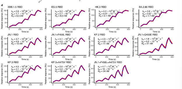 图1：使用Biacore检测REGN5381:NPR1:ANP三元复合物的结合
