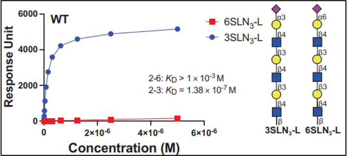 图9：比较不同HA突变体与禽类/人类受体亲和力的差异