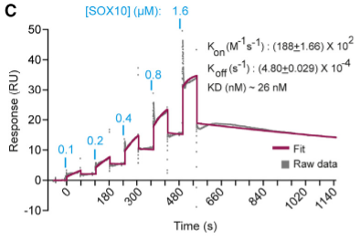 图2：Biacore检测RetroMyelin原件与转录因子SOX10的互作结果