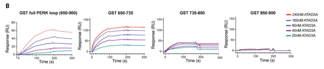 图3：Biacore检测ATAD3A与PERK的相互作用