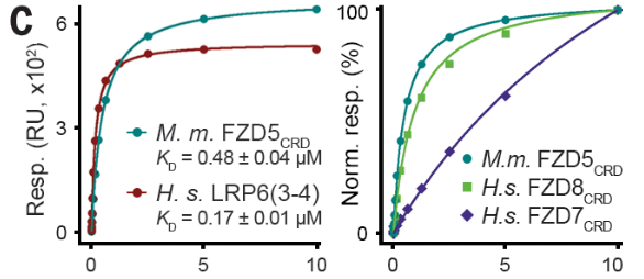 图4：Biacore测定CACHD1与FZD和LRP6受体的结合