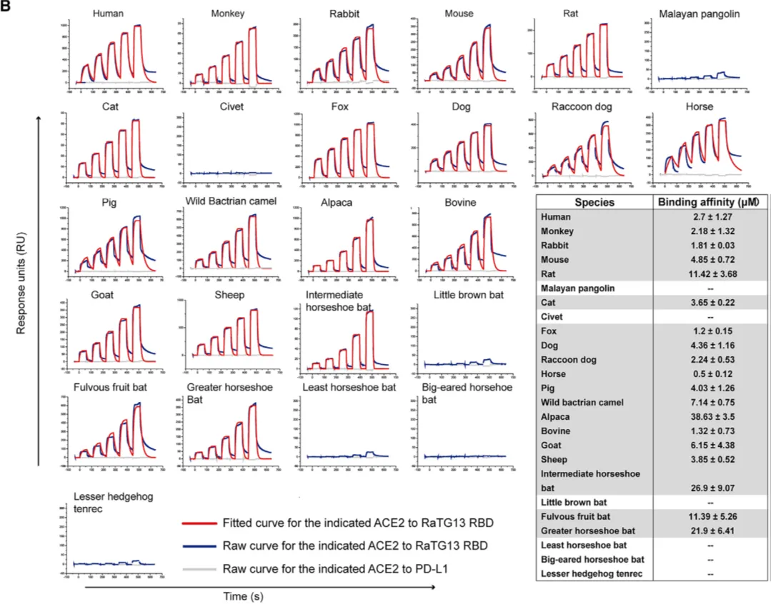 图1  借助BIACORE完成的RaTG13的RBD与25个种属ACE2的结合测定[1]