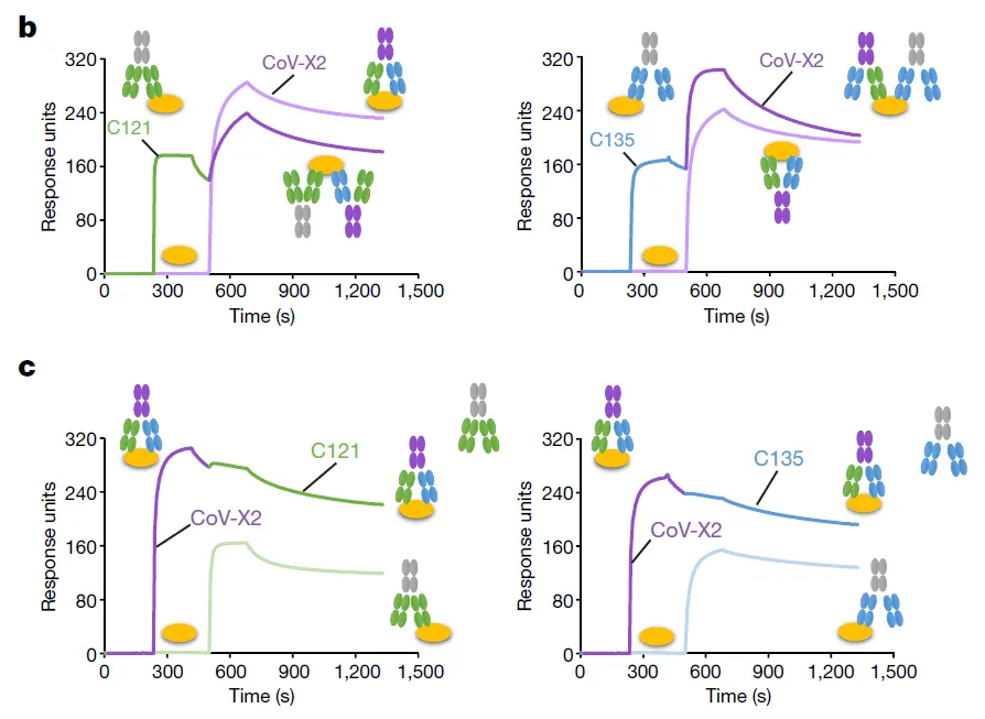 图3 双特异性抗体的SPR检测[7]
