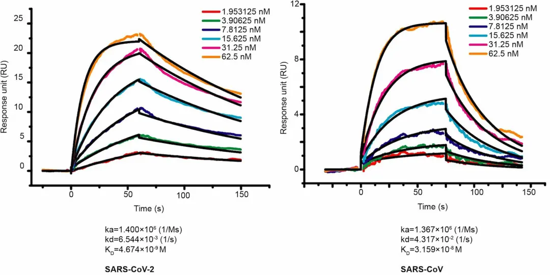 图1 SARS-CoV-2 RBD、SARS-CoV RBD与ACE2的动力学表征 [1]