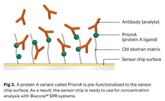 Biacore™ Series S Sensor Chip PrismA