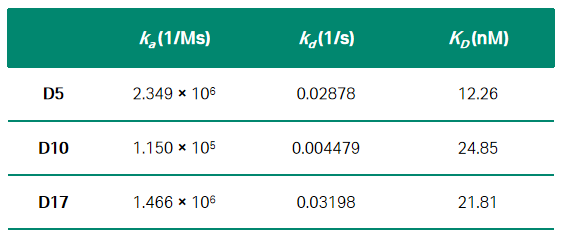 表1 候选核酸适配体与DKK1的亲和力/动力学