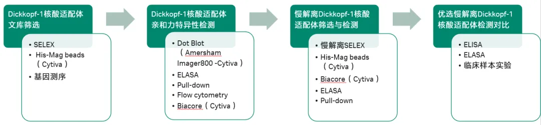 表2 慢解离候选核酸适配体与DKK1的亲和力/动力学