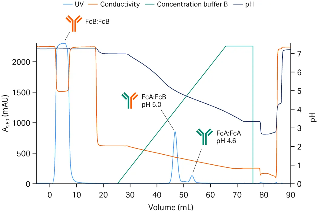 对于不对称双抗艾美赛珠单抗，其两侧Fc区域有所差别：FcB区域经过突变后失去了与protein A结合的能力，而FcA可以正常结合。所以可采用MabSelect mild elution填料，通过特异性结合FcA区，实现目标异源二聚体与杂质（主要为同源二聚体）的高效分离。</p>
<p>结果如图所示，由于FcB同源二聚体无法与填料结合，所以会直接流穿；梯度洗脱阶段，异源二聚体在pH 5.0洗脱，而同源二聚体由于结合力更强，在pH 4.6洗脱，分辨率良好（图4）。且由于洗脱pH较温和，充分保持了目的分子的活性和收率。