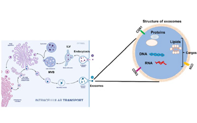智荟智选 | 外泌体工艺干货深度解析