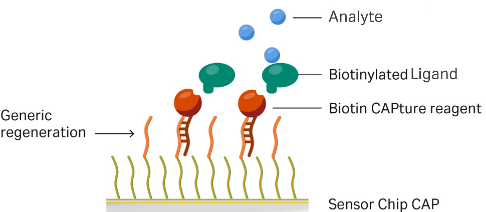 Biotin CAPture Kit方案：轻松搞定生物素化配体可逆捕获！
