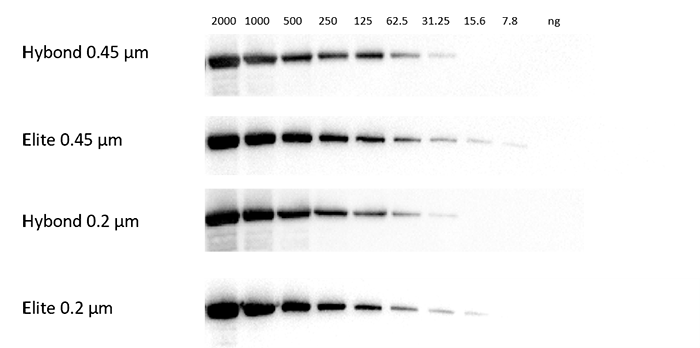 Cytiva Elite PVDF转印膜