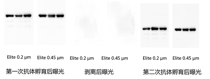 Cytiva Elite PVDF转印膜