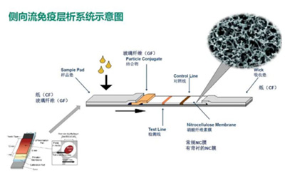 避坑指南｜破解侧向层析中NC膜“黑匣子”
