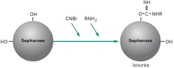 通过氰溴（CNBr）活化并与Sepharose进行偶联示意图