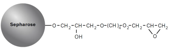 带有活化间隔臂的 Epoxy 活化 Sepharose的局部结构示意图