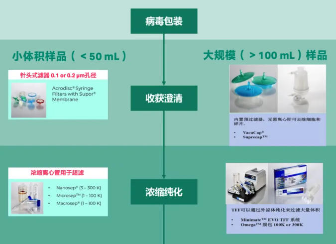 细胞扩增→病毒包装→收获澄清→浓缩纯化→质量放行