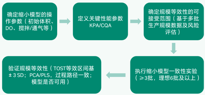 细胞培养缩小模型建立思路