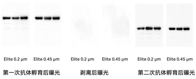 Hybond和Elite转印膜的剥离—再孵育实验