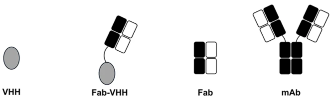 抗体结构示意图，包括VHH、Fab‑VHH、Fab、mAb。VHH以灰色表示，重链和轻链分别以黑色和白色表示