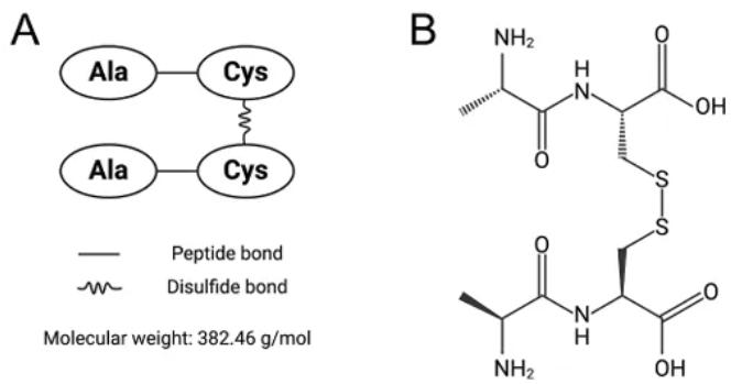 AlaCysCysAla（ACCA）二肽二聚体的化学结构式。（A）示意图，（B）ACCA的结构式。